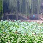 image: Image from the photoset &lsquo;summer palace (i)&rsquo;.
