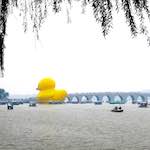 image: duck