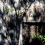 image: Image from the photoset &lsquo;summer palace (ii)&rsquo;.
