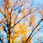 image: Image from the photoset &lsquo;parc (xxxiv)&rsquo;.