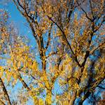 image: Image from the photoset &lsquo;parc (xxxiv)&rsquo;.