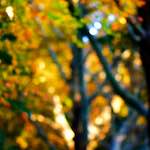 image: Image from the photoset &lsquo;parc (xxxiv)&rsquo;.