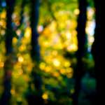 image: Image from the photoset &lsquo;parc (xxxiv)&rsquo;.