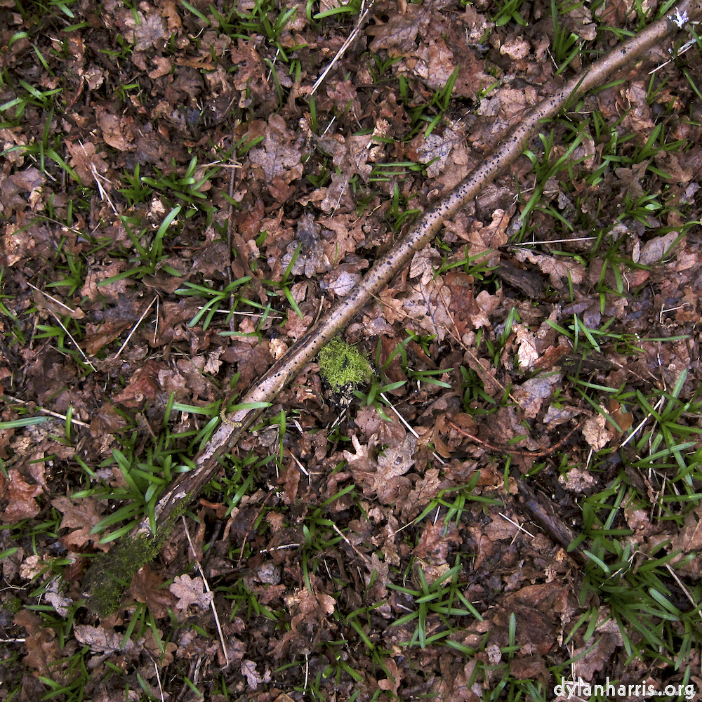 image: This is &lsquo;swineshead (vi) 4&rsquo;.