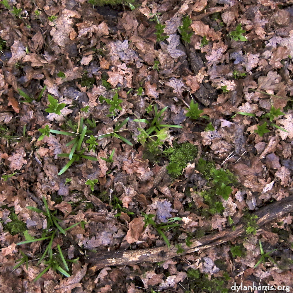 image: This is &lsquo;swineshead (vi) 5&rsquo;.