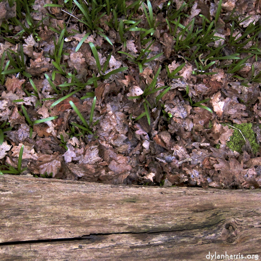 image: This is &lsquo;swineshead (vi) 6&rsquo;.