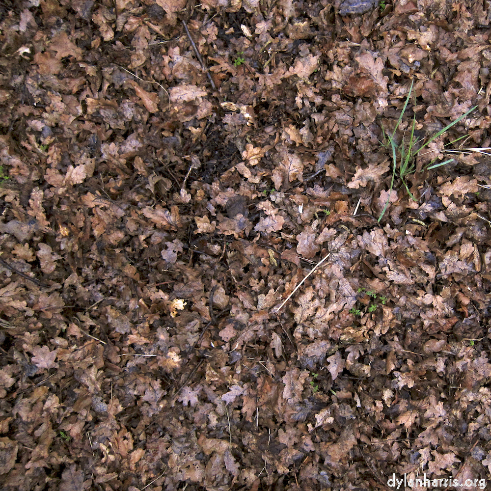 image: This is &lsquo;swineshead (vi) 7&rsquo;.