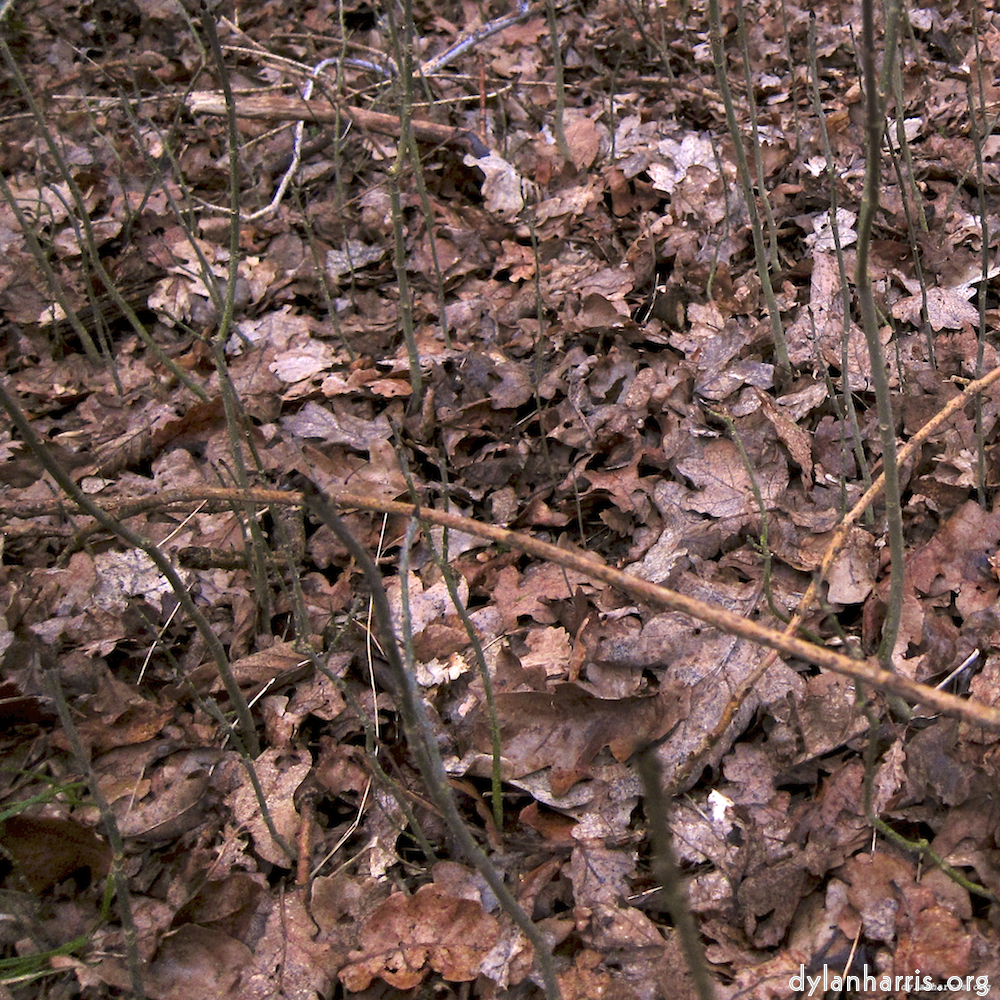 image: This is &lsquo;swineshead (vi) 8&rsquo;.