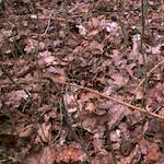 image: Image from the photoset &lsquo;swineshead (vi) &mdash; buster&rsquo;s vanished&rsquo;.