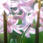 image: Image from the photoset &lsquo;parc (xxiv)&rsquo;.