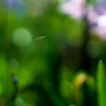 image: Image from the photoset &lsquo;parc (xxiv)&rsquo;.
