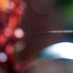 image: Image from the photoset &lsquo;parc (xxv)&rsquo;.