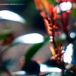 image: Image from the photoset &lsquo;parc (xxv)&rsquo;.