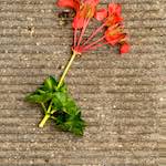 image: Image from the photoset &lsquo;brugge (iv)&rsquo;.