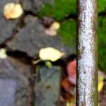 image: Image from the photoset &lsquo;parc (xii)&rsquo;.
