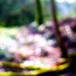 image: Image from the photoset &lsquo;wood (xxvi)&rsquo;.