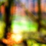 image: Image from the photoset &lsquo;wood (xxvi)&rsquo;.