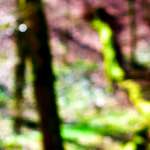 image: Image from the photoset &lsquo;wood (xxvi)&rsquo;.