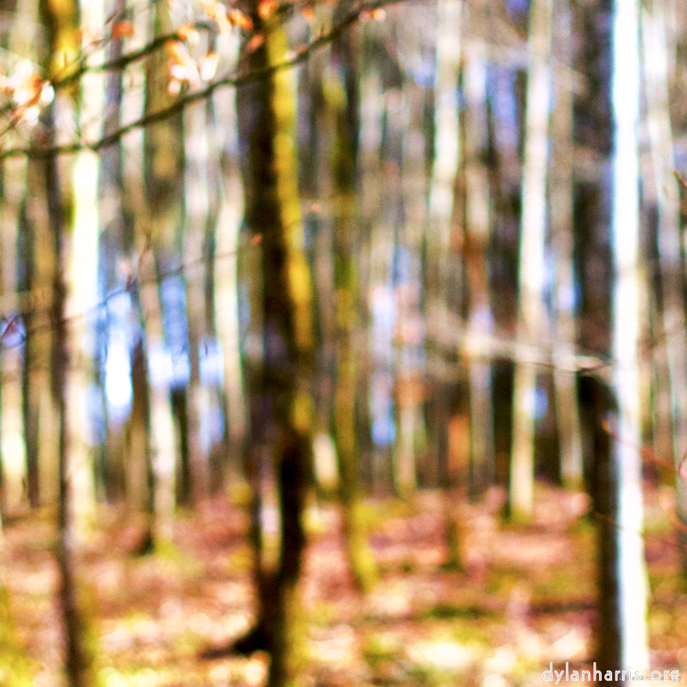 image: This is &lsquo;wood (xxviii) 4&rsquo;.