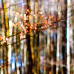 image: Image from the photoset &lsquo;wood (xxviii)&rsquo;.
