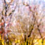 image: Image from the photoset &lsquo;wood (xxviii)&rsquo;.