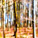image: Image from the photoset &lsquo;wood (xxviii)&rsquo;.