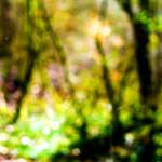 image: Image from the photoset &lsquo;wood (xxviii)&rsquo;.