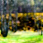 image: Image from the photoset &lsquo;wood (xxix)&rsquo;.