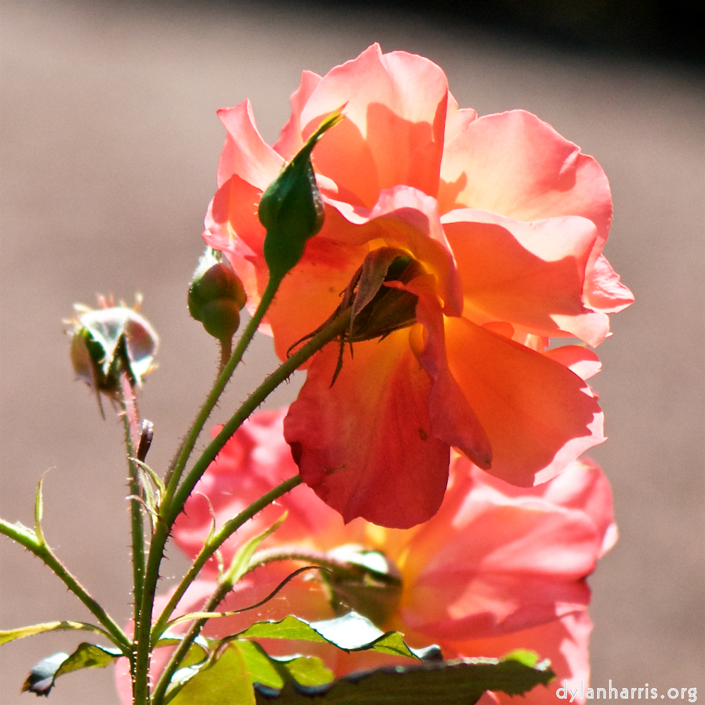 image: Voici &lsquo;fleurs&nbsp;d&rsquo;esch (cvi) 3&rsquo;.