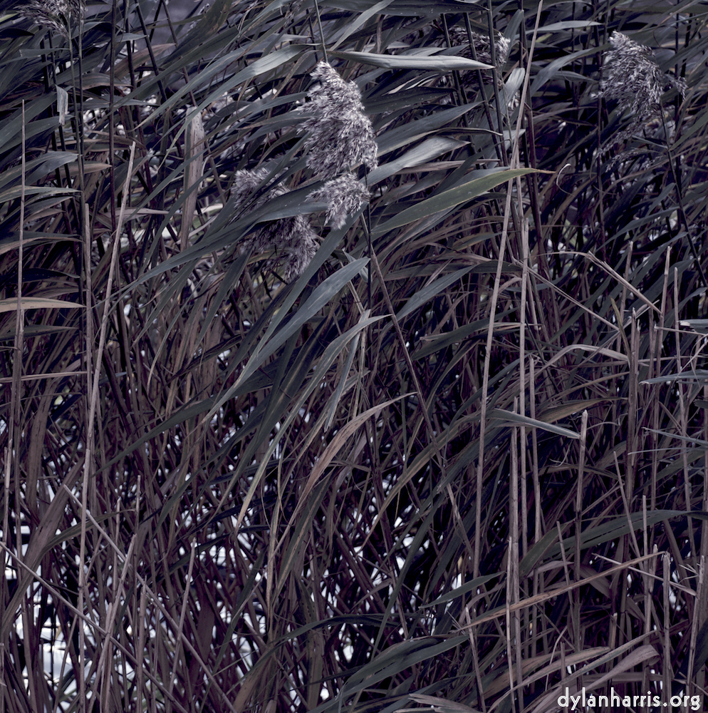 image: This is &lsquo;dublin (viii) 1&rsquo;.