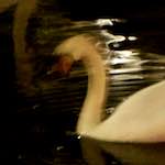 image: Image from the photoset &lsquo;amsterdam (xix)&rsquo;.