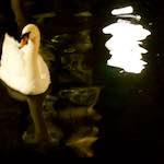 image: Image from the photoset &lsquo;amsterdam (xx)&rsquo;.