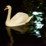 image: Image from the photoset &lsquo;amsterdam (xx)&rsquo;.