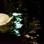 image: Image from the photoset &lsquo;amsterdam (xx)&rsquo;.