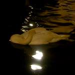 image: Image from the photoset &lsquo;amsterdam (xx)&rsquo;.