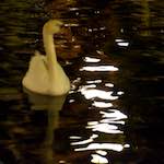image: Image from the photoset &lsquo;amsterdam (xx)&rsquo;.