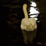 image: Image from the photoset &lsquo;amsterdam (xx)&rsquo;.