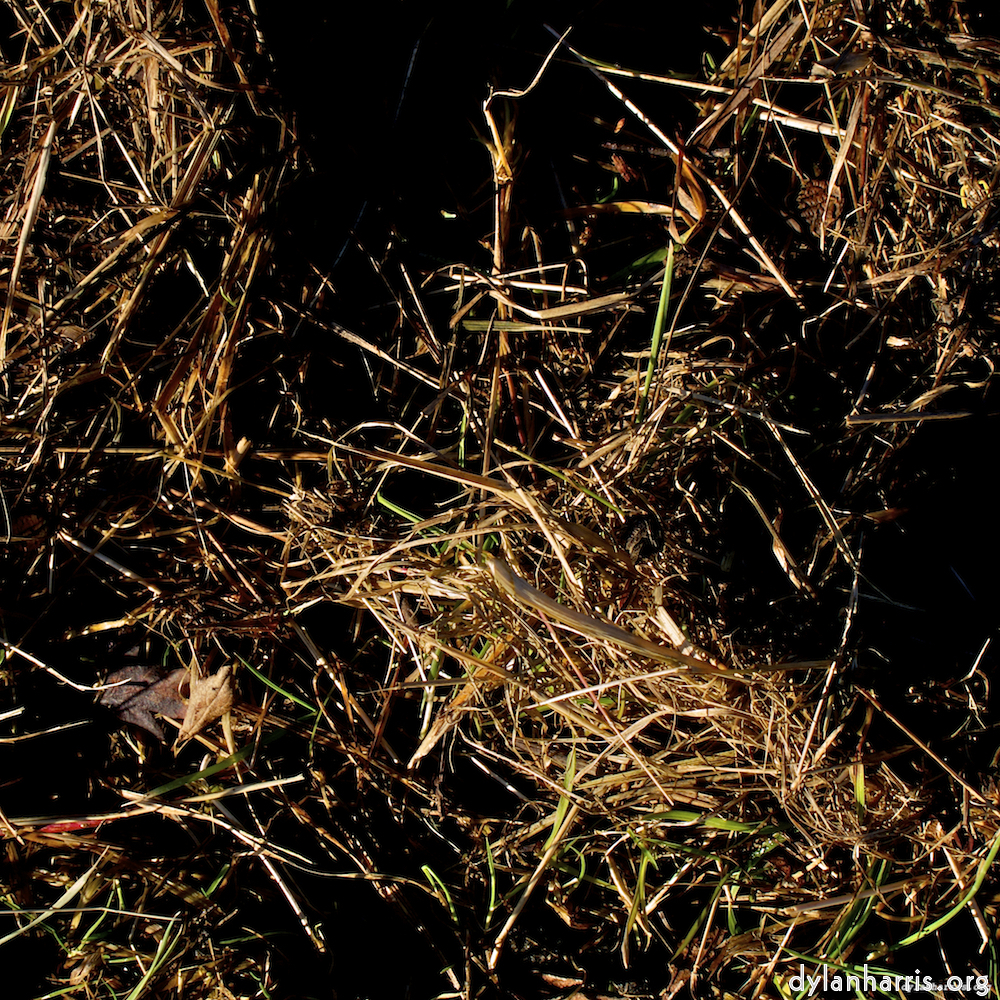 image: This is &lsquo;swineshead (i) 1&rsquo;.
