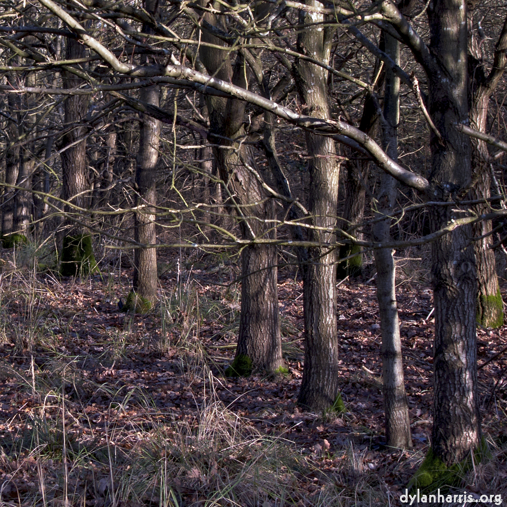 image: This is &lsquo;swineshead (i) 3&rsquo;.