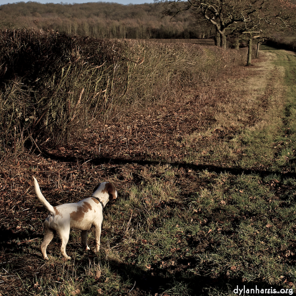 image: This is &lsquo;swineshead (ii) 4&rsquo;.
