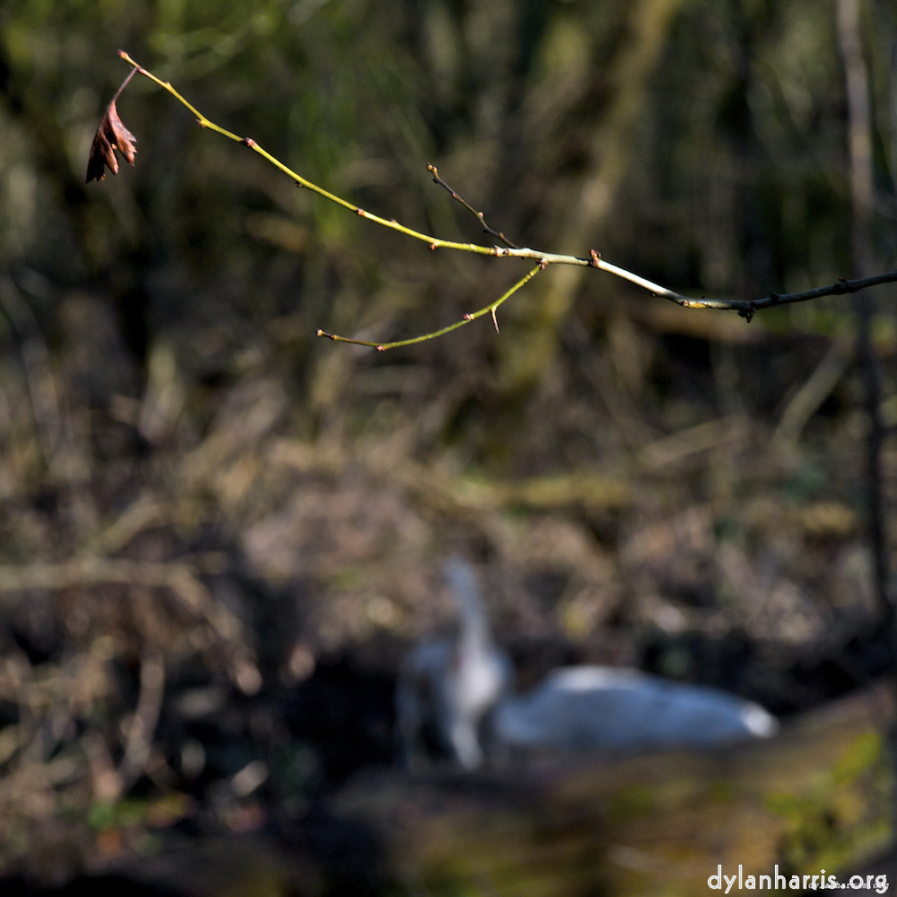 image: This is &lsquo;swineshead (ii) 5&rsquo;.
