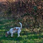 image: Image from the photoset &lsquo;swineshead (ii)&rsquo;.