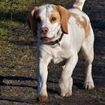 image: Image from the photoset &lsquo;swineshead (ii)&rsquo;.