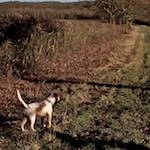 image: Image from the photoset &lsquo;swineshead (ii)&rsquo;.