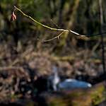 image: Image from the photoset &lsquo;swineshead (ii)&rsquo;.