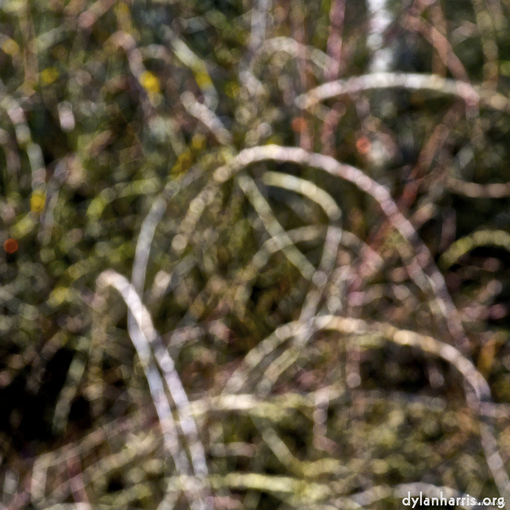image: This is &lsquo;swineshead (iii) 3&rsquo;.