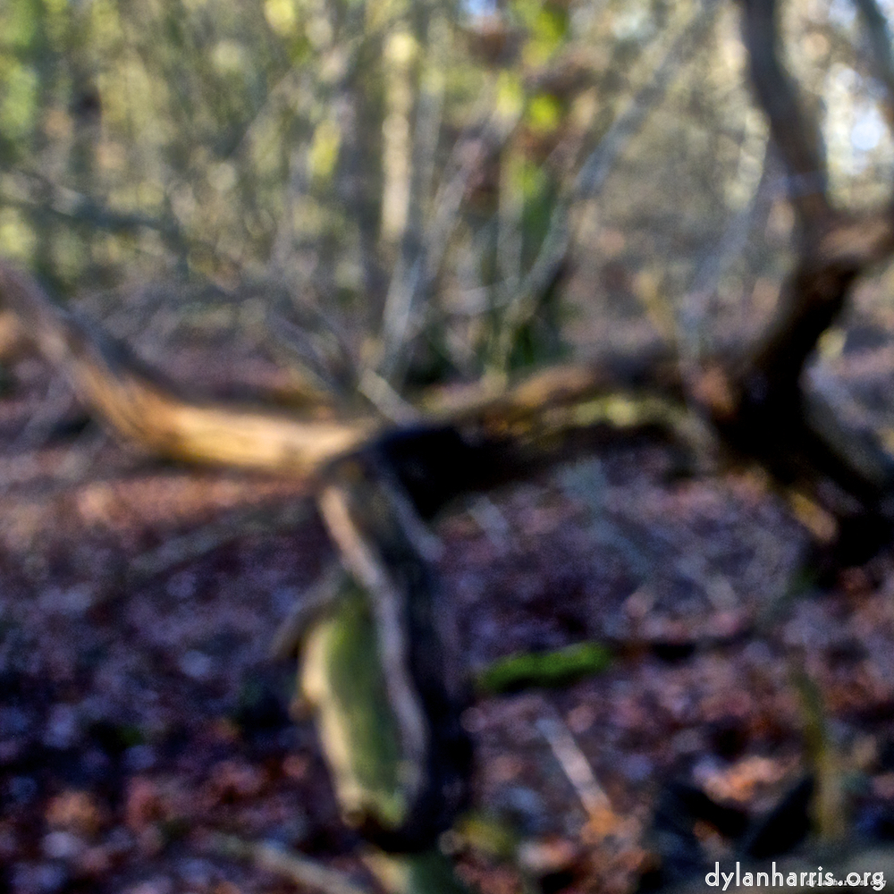 image: This is &lsquo;swineshead (iii) 5&rsquo;.