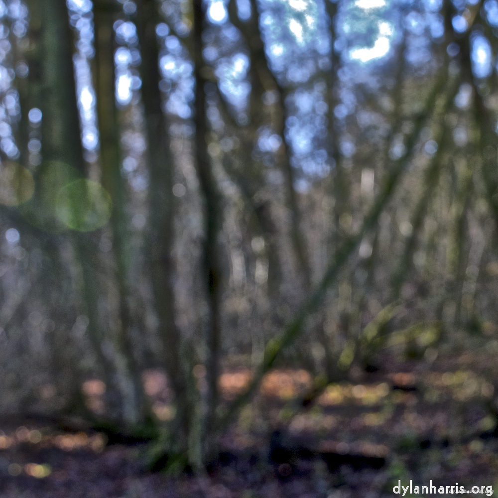 image: This is &lsquo;swineshead (iii) 8&rsquo;.
