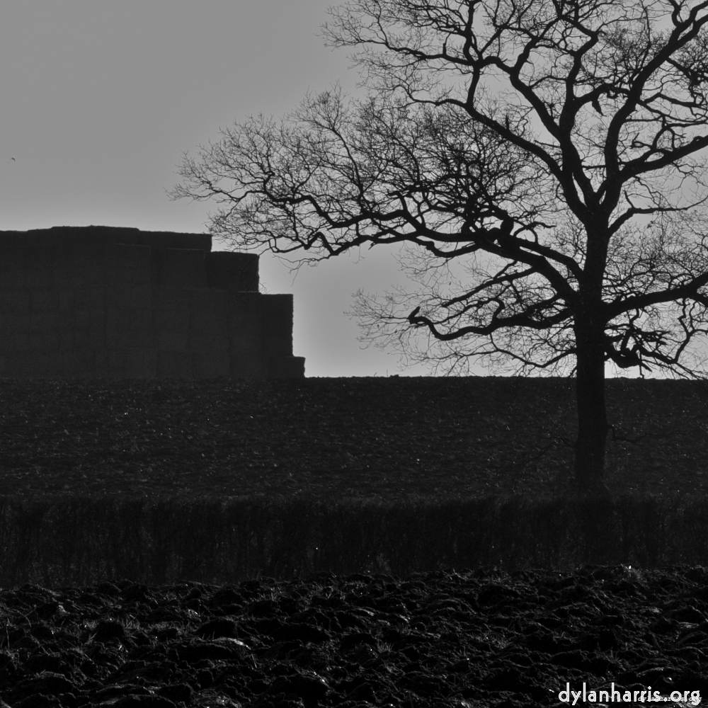 image: This is &lsquo;swineshead (iv) 4&rsquo;.