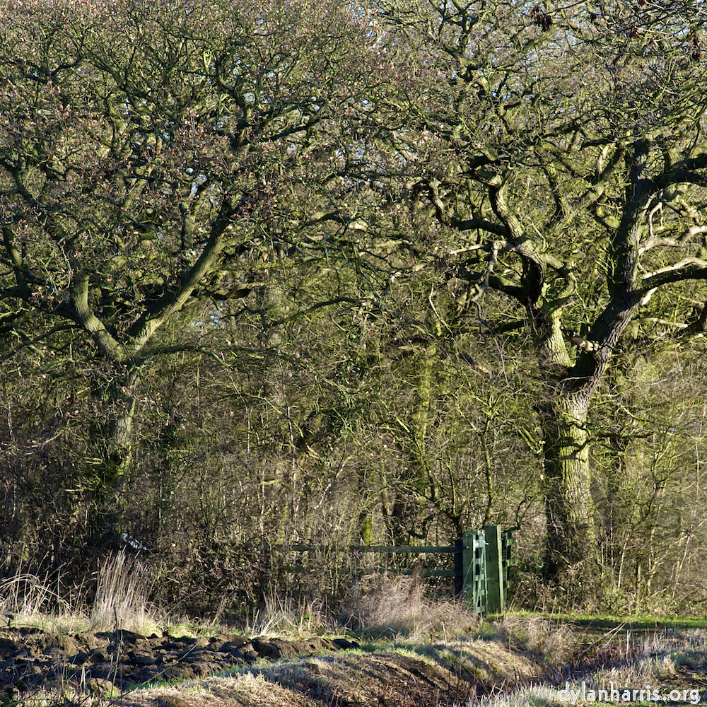 image: This is &lsquo;swineshead (iv) 7&rsquo;.